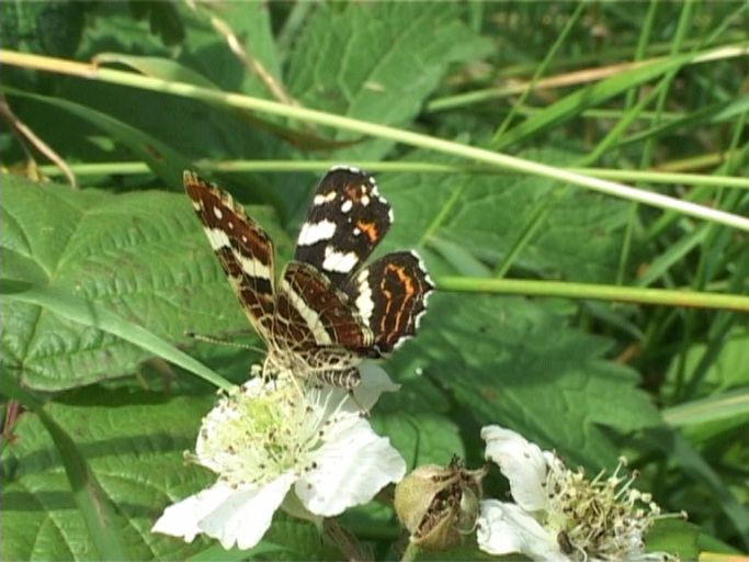 Landkärtchen ( Araschnia levana ), Sommergeneration, : Am Niederrhein, Biotop, 14.07.2007